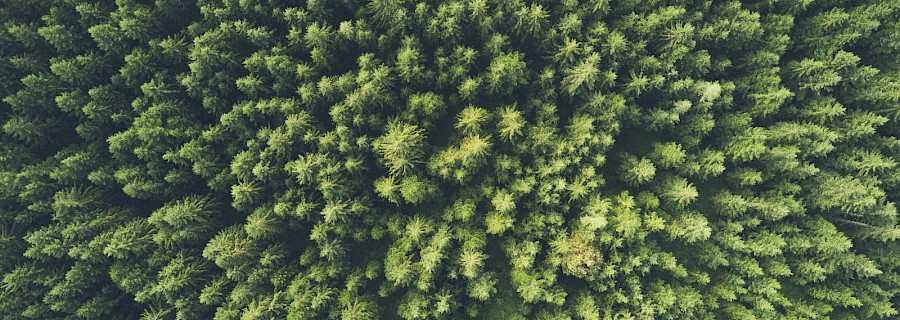 Aerial view of a green forest. Photo by John O