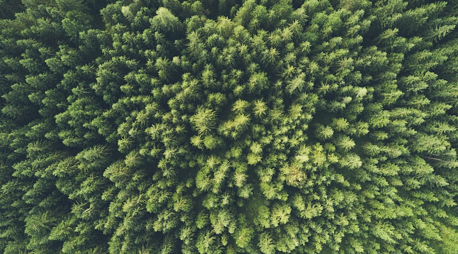 Aerial view of a green forest. Photo by John O